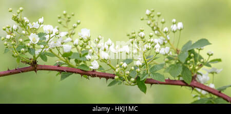 Blackberry Highbush Foto Stock