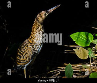 Rufescent TIger-Heron (Tigrisoma lineatum) capretti Foto Stock