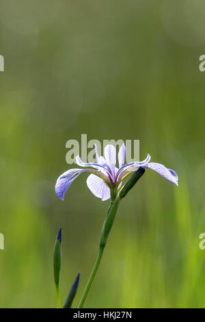 Bandiera Blu Iris in Wisconsin settentrionale Foto Stock