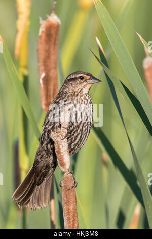 Rosso-winged blackbird - femmina Foto Stock