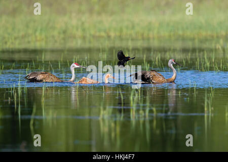 Sandhill gru famiglia essendo attaccato da un maschio rosso-winged blackbird Foto Stock