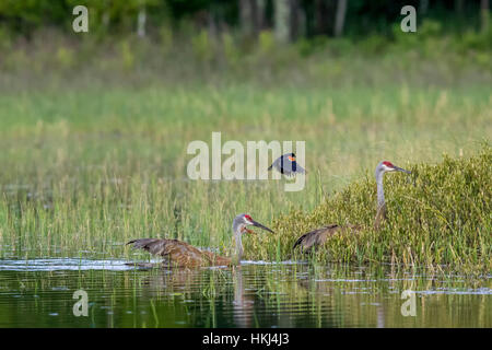 Sandhill gru famiglia essendo attaccato da un colore rosso-winged blackbird Foto Stock