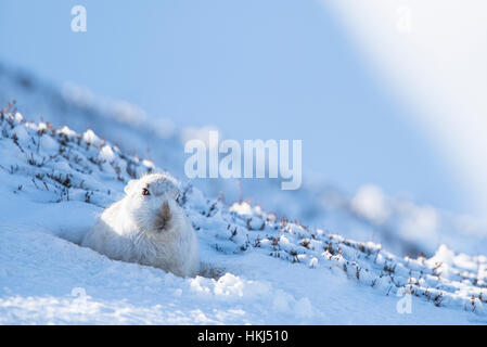 Mountain lepre (Lepus timidus) seduta nella neve, cappotto, Cairngroms National Park, Highlands scozzesi, Scozia Foto Stock