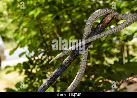 Madagascar foglia-serpente naso (Langaha madagascariensis), femmina, Zombitse-Vohibasia Parco nazionale del Madagascar Foto Stock