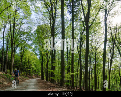 Königstein im Taunus: Rosso del bosco di faggio (Fagus sylvatica) nei monti Taunus, , Hessen, Hesse, Germania Foto Stock