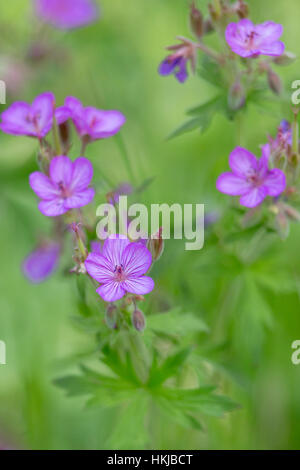 Sticky geranium nel Parco Nazionale di Yellowstone Foto Stock