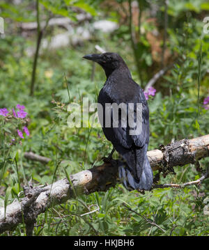 Raven comune nel Parco Nazionale di Yellowstone Foto Stock