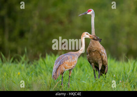 Sandhill gru mangiare un rosso-winged blackbird Foto Stock