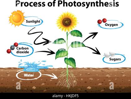 Diagramma che mostra il girasole e processo di fotosintesi illustrazione Illustrazione Vettoriale