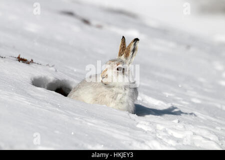 La lepre bianca nella neve Foto Stock