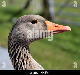 Wild Goose profilo Foto Stock