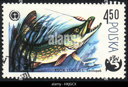 Un francobollo stampato in Polonia mostra un pesce Esox lucius, serie " pesca ", circa 1979 Foto Stock