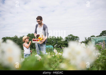 Metà uomo adulto con suo figlio la raccolta degli ortaggi nella Comunità giardino, Baviera, Germania Foto Stock