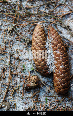 Close up di coni in cima la neve in inverno Foto Stock