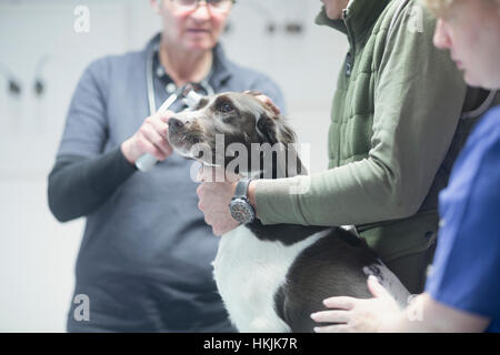 I veterinari facendo un check-up su un cane,Breisach,Baden-Württemberg, Germania Foto Stock