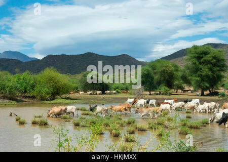 Il pascolo di bestiame, Valle dell'Omo, Etiopia Foto Stock