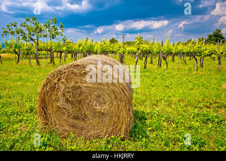 Vigneto e balle di fieno nell'entroterra istriano, il verde paesaggio della Croazia Foto Stock