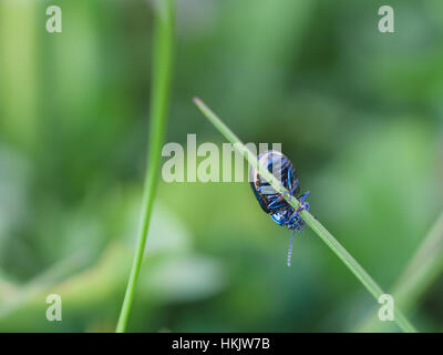 Bug blu appeso a un filo d'erba Foto Stock