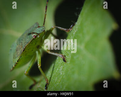 Green bug su una foglia macro Foto Stock