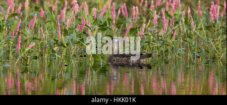 Anatra di legno nuotando vicino smartweed Foto Stock