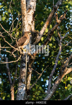 Falco ad alette larghe che regge un serpente Foto Stock