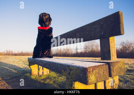 Il Labrador nero seduto su una panchina gelida di sunrise Foto Stock