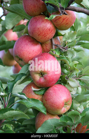 Mele pronto per il raccolto autunnale Foto Stock