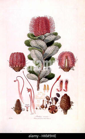 Banksia coccinea (Illustrationes Florae Novae Hollandiae piastra 3) Foto Stock