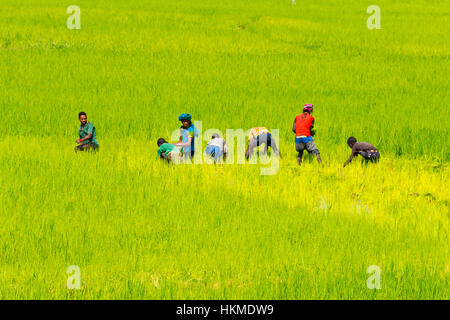 Gli agricoltori la raccolta in campo teff, Bahir Dar, Etiopia Foto Stock