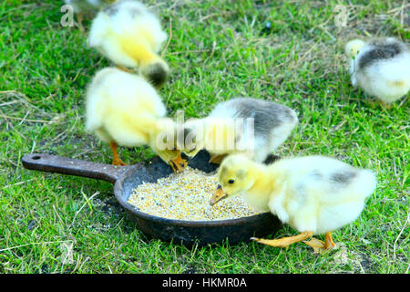 Giovani goslings bere acqua dalla piastra sull'erba in azienda Foto Stock