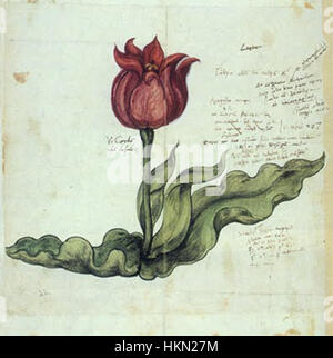 L'illustrazione del 1561 di un tulipano di Conrad Gesner è uno studio botanico pionieristico. Il lavoro di Gesner fu determinante nella documentazione delle specie vegetali e nell'avanzamento delle conoscenze botaniche durante il periodo rinascimentale. Foto Stock