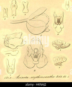 *Acineta erythroxantha* è un'illustrazione botanica di *Xenia*, volume 1, piastra 70, pubblicata nel 1858. Presenta la vivida rappresentazione di questa specie di orchidee, mettendo in risalto i suoi intricati petali e l'aspetto suggestivo. Foto Stock