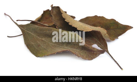 Secco basilico santo o tulsi foglie su sfondo bianco Foto Stock