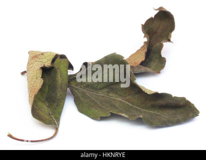 Secco basilico santo o tulsi foglie su sfondo bianco Foto Stock