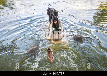 Una volontaria femminile e un ranger del parco che bagna elefanti Sumatran in stagno naturale nel Parco Nazionale Kambas, Indonesia. Foto Stock