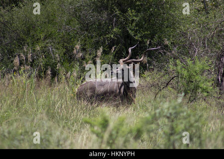 Kudu maggiore (tragelaphus)guardando indietro su hes spallamento Foto Stock