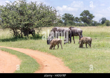 Blue gnu e comune warthog pascolare insieme Foto Stock