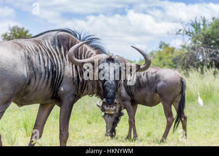 Blue GNU (Connochaetes taurinus) guardando la telecamera Foto Stock