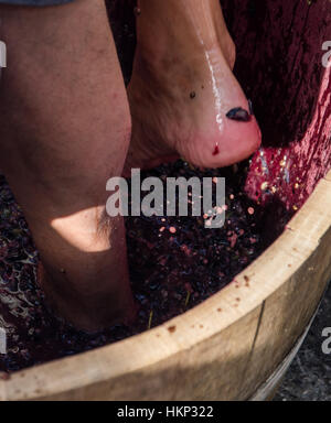 I grappoli di uve rosse pronto per essere pressato con i piedi seguendo le antiche tradizioni e la produzione di vino genuino. Foto Stock