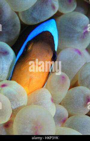 Mar Rosso (anemonefish Amphiprion bicinctus) sott'acqua in tropical reef del Mar Rosso Foto Stock