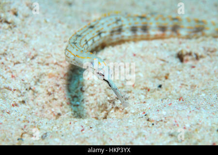 Schultz's pipefish (Corythoichthys schultzi) sott'acqua sul fondo del mare rosso Foto Stock