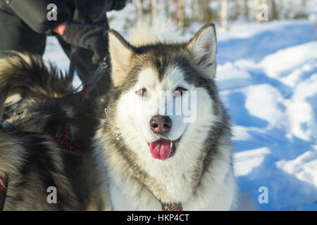 Ritratto di un husky nel cablaggio racing su sfondo bianco Foto Stock