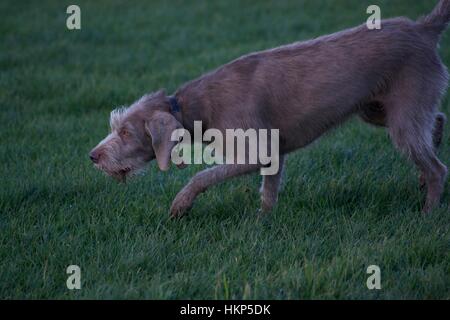 Cane che gioca Foto Stock