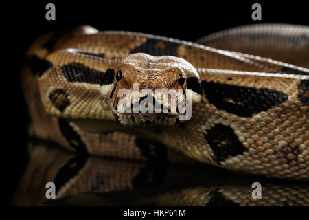 Boa constrictor imperator colore, isolato su sfondo nero Foto Stock