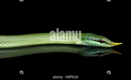 Verde naso lungo serpente, rinoceronte Ratsnake Foto Stock