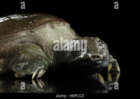 Cinese guscio morbido Turtle isolati su sfondo nero Foto Stock