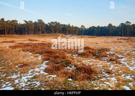 Scena invernale di brughiera del Groot Heidestein station wagon con un albero solitario e il bordo della foresta all'orizzonte durante il sun Foto Stock