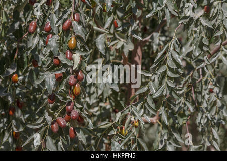 Maturazione date rosso dei frutti che crescono su un albero in Cina Foto Stock