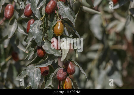 Maturazione date rosso dei frutti che crescono su un albero in Cina Foto Stock