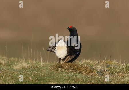 Un incredibile nero maschio di gallo cedrone (Tetrao tetrix) visualizzazione per una femmina. Foto Stock